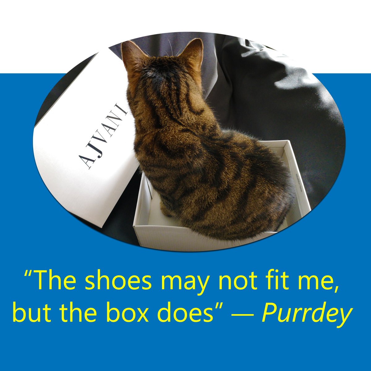 IdaBarkerDotCom's tweet photo. Our cat, Purrdey during costume preparations for She And The Cat's Mother fifth music video: Mr And Ms'ery

@SheAndTheCatsMo 
@AjvaniShoes https://t.co/aPLRooJ6Dl