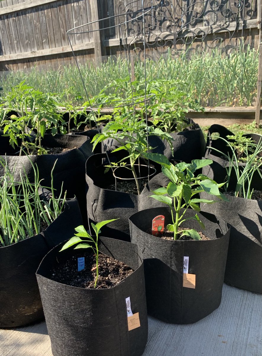 hometowngrows's tweet photo. Lots of fabric pots in stock. 💚
#grow #garden #niagara #growbag https://t.co/XDNkeRbNYA