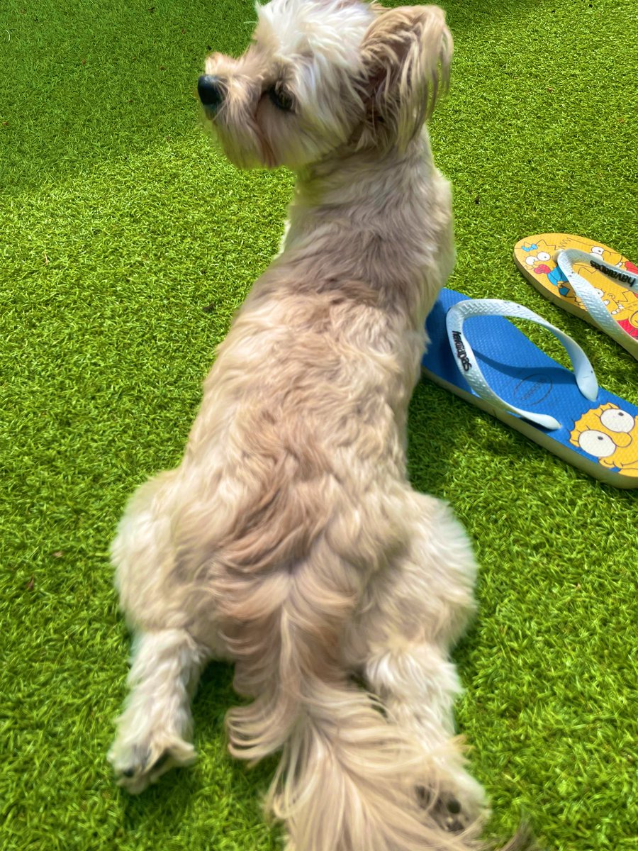 paynel2's tweet photo. @PetsatHome https://t.co/znClmW2pnD