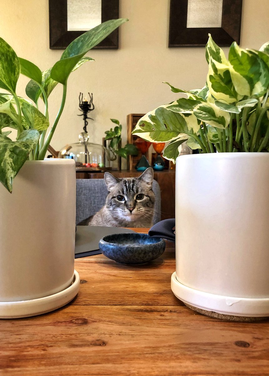 kcline's tweet photo. Howard Moon is a fine gentleman
He is wondering if there is a time for a snack, perchance๐ฑ
Both our boys will sit like this in an empty seat & wait for a kitty snack. They keep their feet/elbows off the table๐
#howardmoon #distinguishedgentleman #Caturday #cat #CatsOfTwitter https://t.co/MBpmFfSIs3