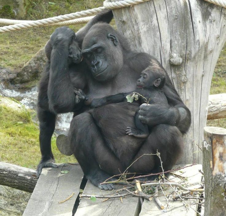 Tiny Gorilla tweet media