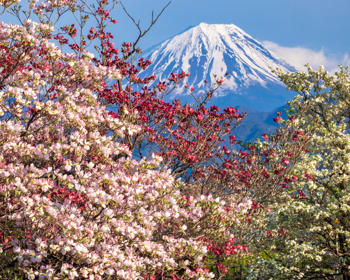 「ハナミズキ越しに覗く」 昨日撮影の花水木と富士山 2022/4 南アルプス市