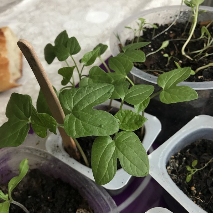 Mes b&eacute;b&eacute;s plants de tomate cerise, courge, monnaie du pape, ipom&eacute;e 🌱🌱🌱🌱 T&eacute;ma la r&eacute;cup' des pots de compote<a href="/tag/puzzle"class="tags"><span>#puzzle</span></a><a href="/tag/jigsaw"class="tags"><span>#jigsaw</span></a>