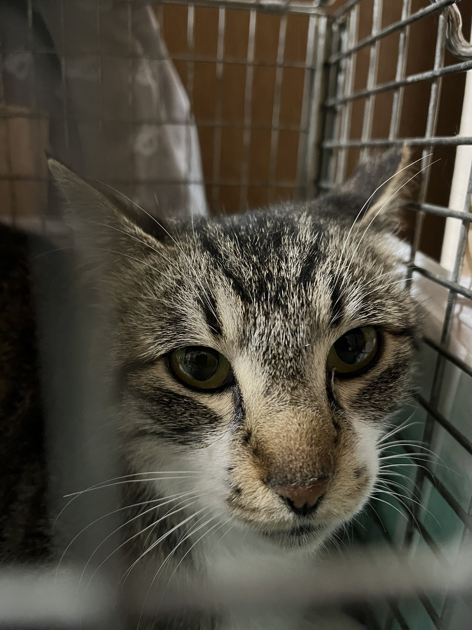 いながき動物病院 Inagakiah Twitter
