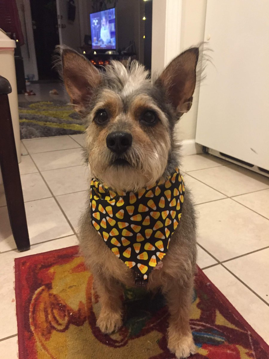 djnush_'s tweet photo. @NolaTheMuttPup @embarkvet Gosh Whiskey as well! He can look so different depending on how he's groomed. (P.S. I was not happy with the first one)  #TerrierMix #DogsOfTwitter #BorderTerrier #CainTerrier https://t.co/ZxTFoNiY2V
