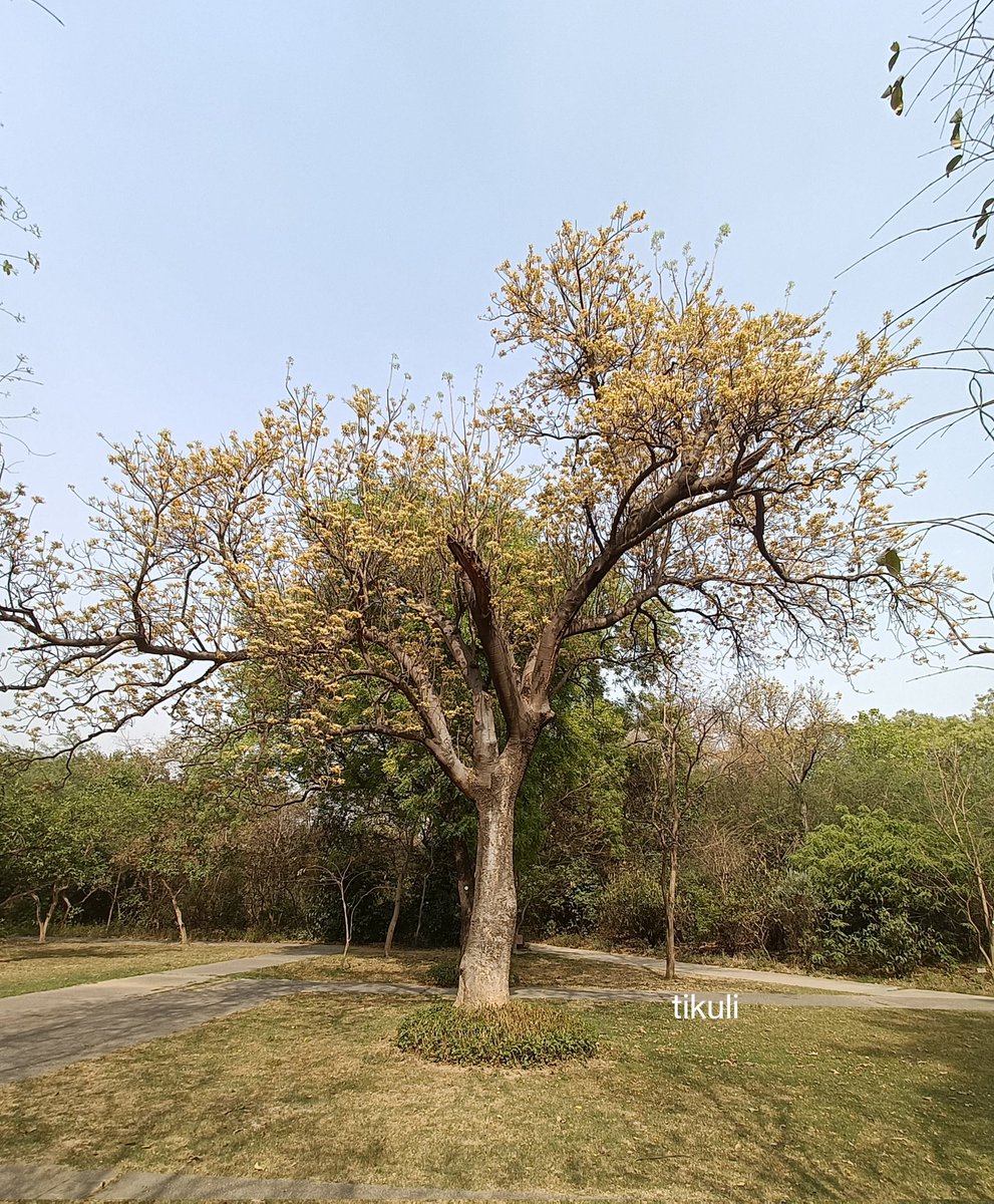 tikulli's tweet photo. Crateva religiosa, sacred barna or Varun tree in bloom is a sight for sore eyes. Delhi has some magnificent barna trees that i love. First time spotted at @sundernursery . #DelhiTrees #TreesOfDelhi #Trees #IndianTrees #FlowerReport https://t.co/OnUMFFG5ir