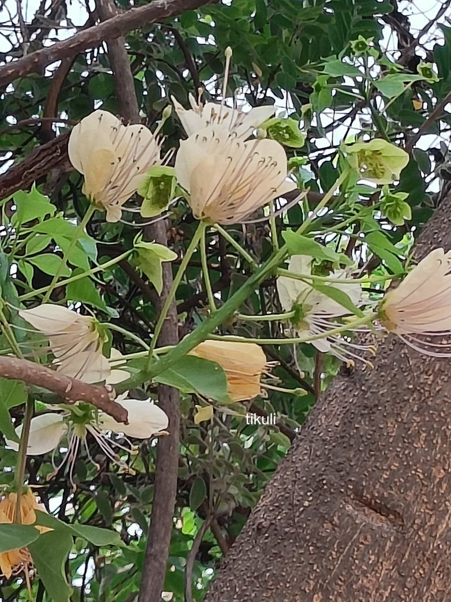 tikulli's tweet photo. Crateva religiosa, sacred barna or Varun tree in bloom is a sight for sore eyes. Delhi has some magnificent barna trees that i love. First time spotted at @sundernursery . #DelhiTrees #TreesOfDelhi #Trees #IndianTrees #FlowerReport https://t.co/OnUMFFG5ir