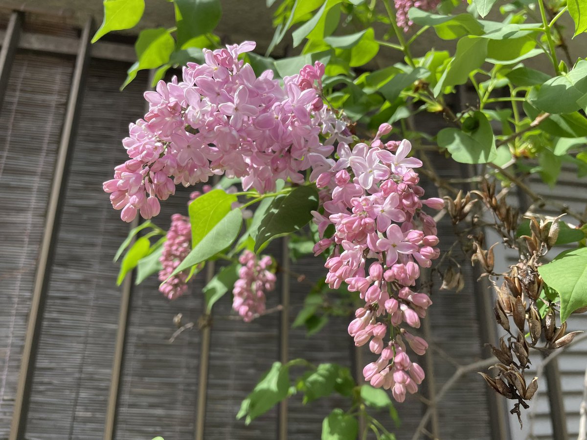 mococo321's tweet photo. ご近所の『ライラック』。

ライラックの花言葉は
「思い出、友情、青春の思い出、純潔」。

・ジャスミン
・すずらん
・バラ
と合わせてを「4大フローラル」とも言われる香り高いお花。

ライラックの香りには不安を和らげる、リラックスさせてくれる効果があると言われます。
香りを楽しみましょう。 https://t.co/fomJkXuphh