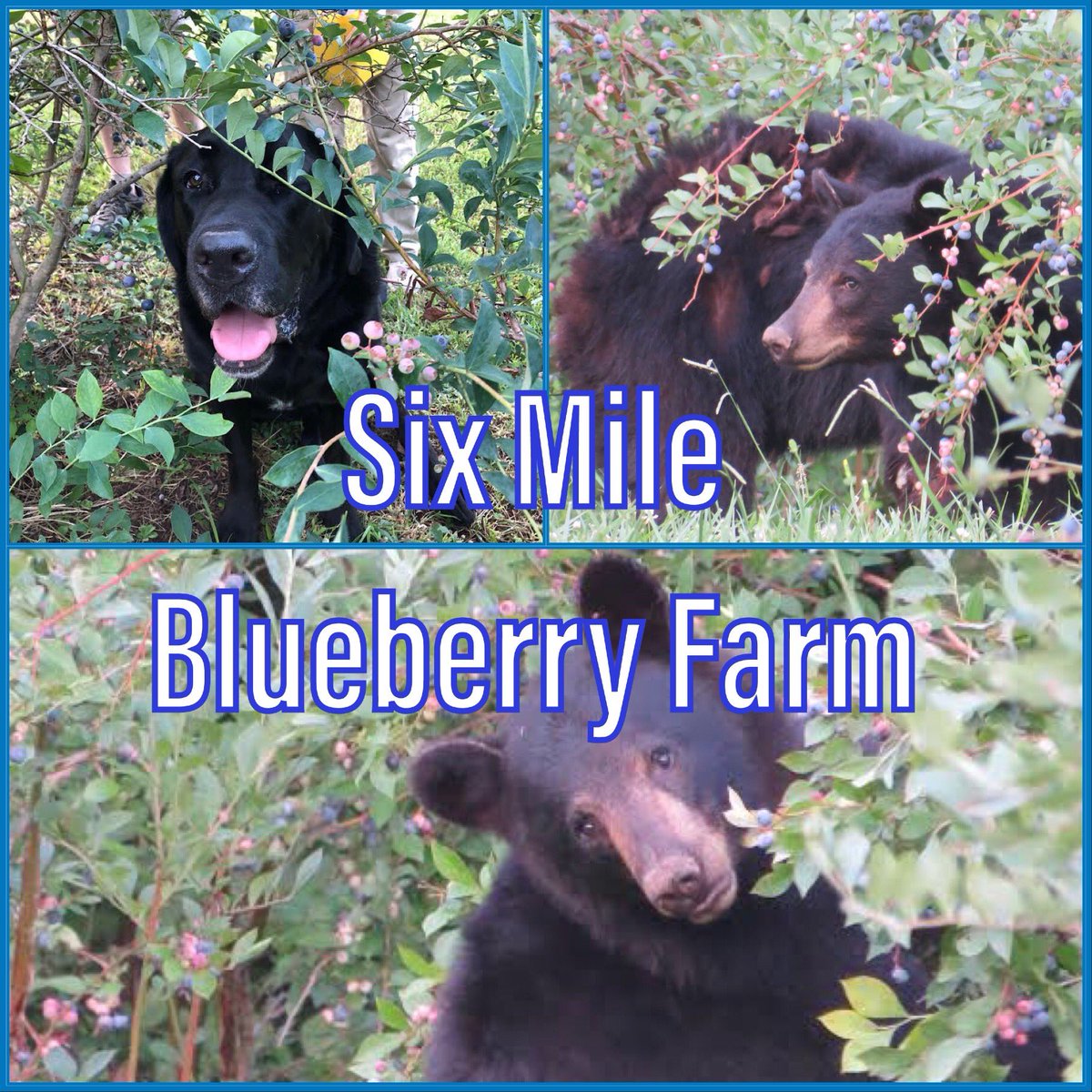 Everyone loves blueberries!
Mark and Jenny Moore, along with Mark’s dad, Jim, planted 200 blueberry bushes in 2009. We hand pick our berries. If the weather cooperates, we are usually at the Maryville market early June - late July.  
#maryvillefarmersmarket
#sixmileblueberryfarm https://t.co/QFhvhvSyDK