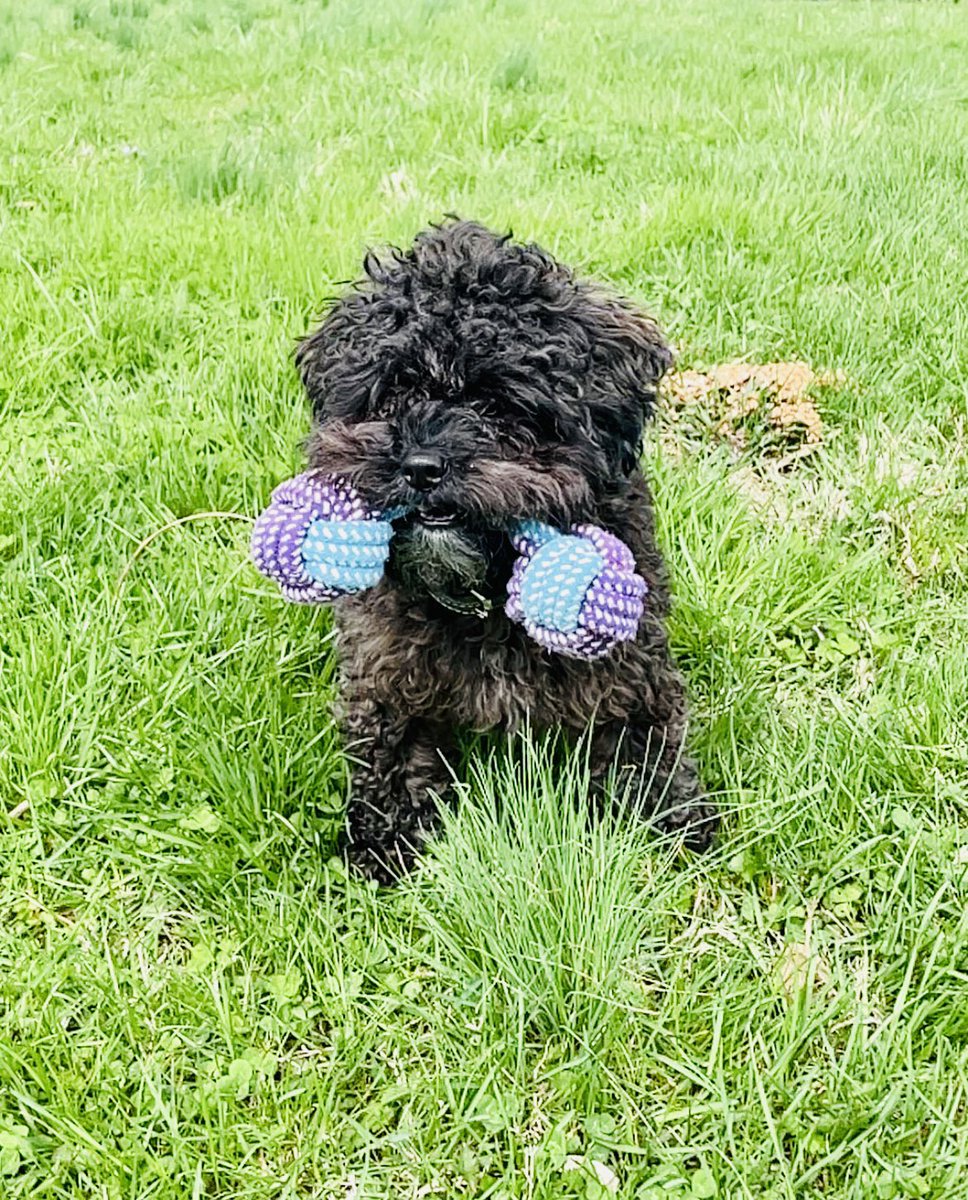 kelmichel's tweet photo. Make sure you play “keep away” when exercising your humans. Dogs must help in the fight against obesity. Never put yourself or your humans in danger but encouraging them to chase you in a fenced in yard won’t hurt!😍
-❤️-Stuey🐾
#dogsoftwitter #beautifulday #humantraining https://t.co/tEItq6aoHF
