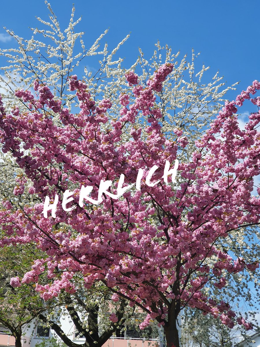 SritaHeide's tweet photo. #herrlich #splendid #Natur #nature https://t.co/QZ7zcj1jgR