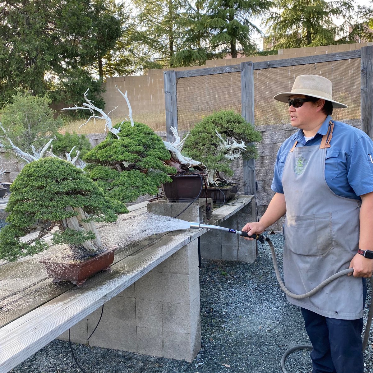 bonsaiempire's tweet photo. Some photos we made in Peter Tea's #Bonsai garden. Video will be on our YouTube channel soon, so make sure to subscribe now: https://t.co/D68o9GKWJx https://t.co/zLbhzqWoWc