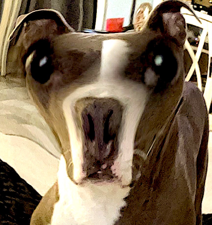 persesussimon's tweet image. puppy dog eyes .. 🐶😍