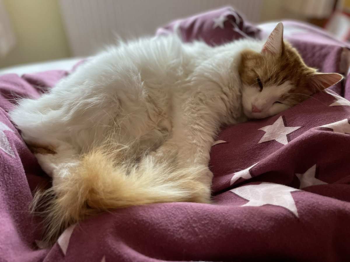 Melvwesty's tweet photo. @CaraLisette Loki - okay Norse God brother of Thor, but he’s very human at times! https://t.co/VmvYd6Hb49