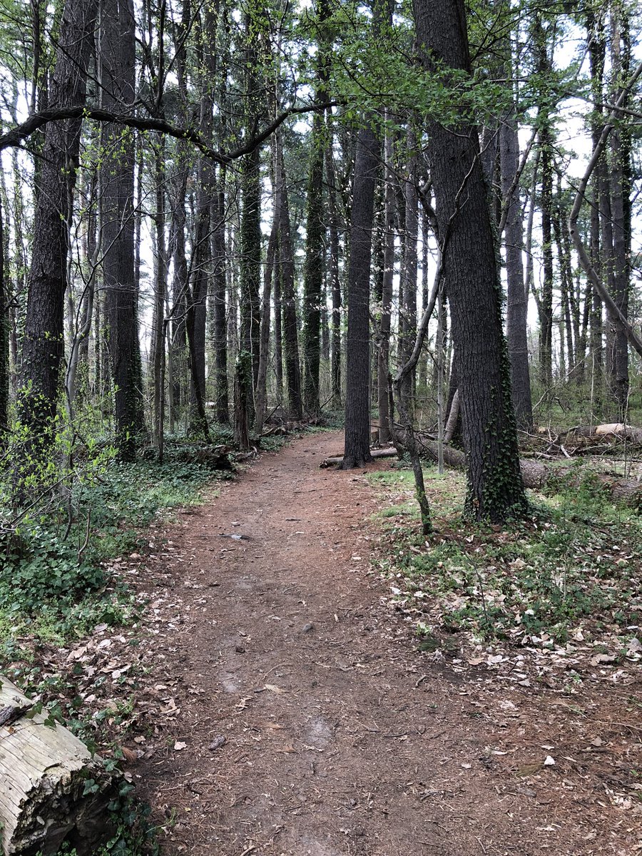 VeeWhiteEdits's tweet photo. After working the most editing hours of my career in a single day (15.5 h!!), it was absolutely lovely to refresh my brain with some green and step away from the screens.
#AmEditing #UrbanHikes #Wissahickon #PhillyHikes #MedicalEditing https://t.co/IkIOdUDoFF