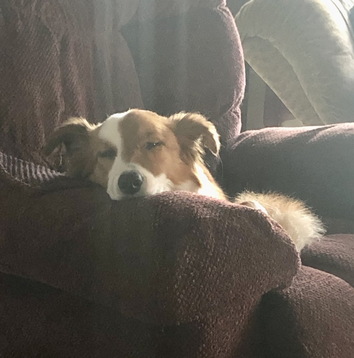 StaceyHiller's tweet photo. Pups have been running errands with us all day plus an afternoon walk in a new area - great day for new adventures!! @tmagoo72 😴 🐶 #LetsSleep #tiredpups https://t.co/e27J5VAj63