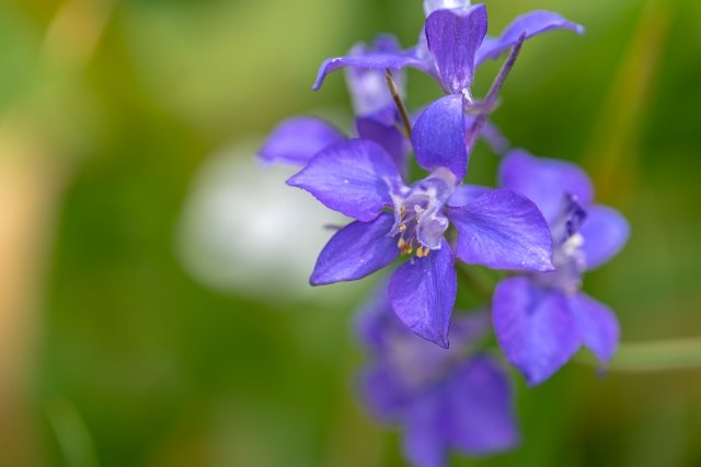 ラークスパー Twitter Search Twitter