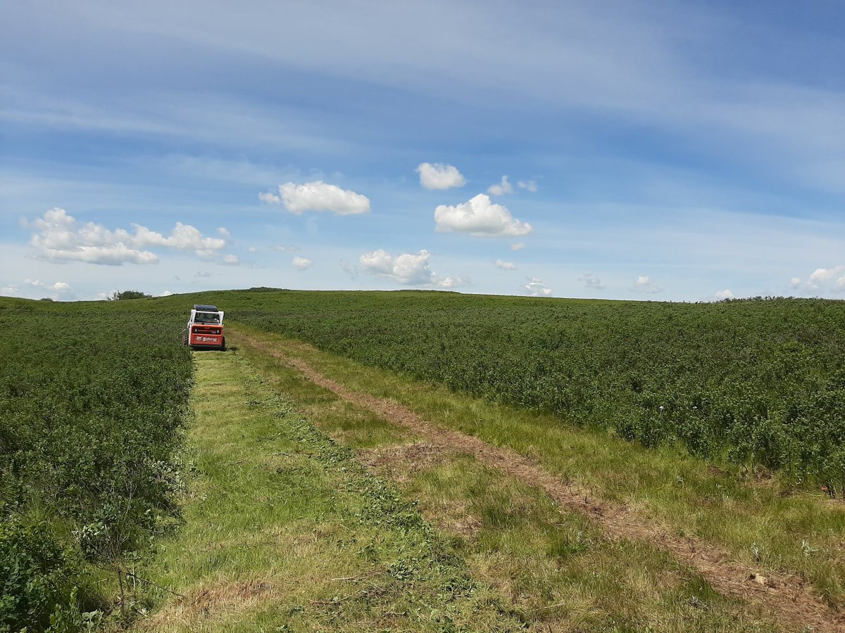 herefordcows's tweet photo. Mowed this big chunk of snowberry in June of '20.  Always intended to hit it with Grazon but never did and didn't need to. Moving cows in tomorrow for calving season after 2 yrs.  I think they'll be happy. #mechanicalcontrol #snowberry #reclaiminggrassland https://t.co/NuCf6oFG9J