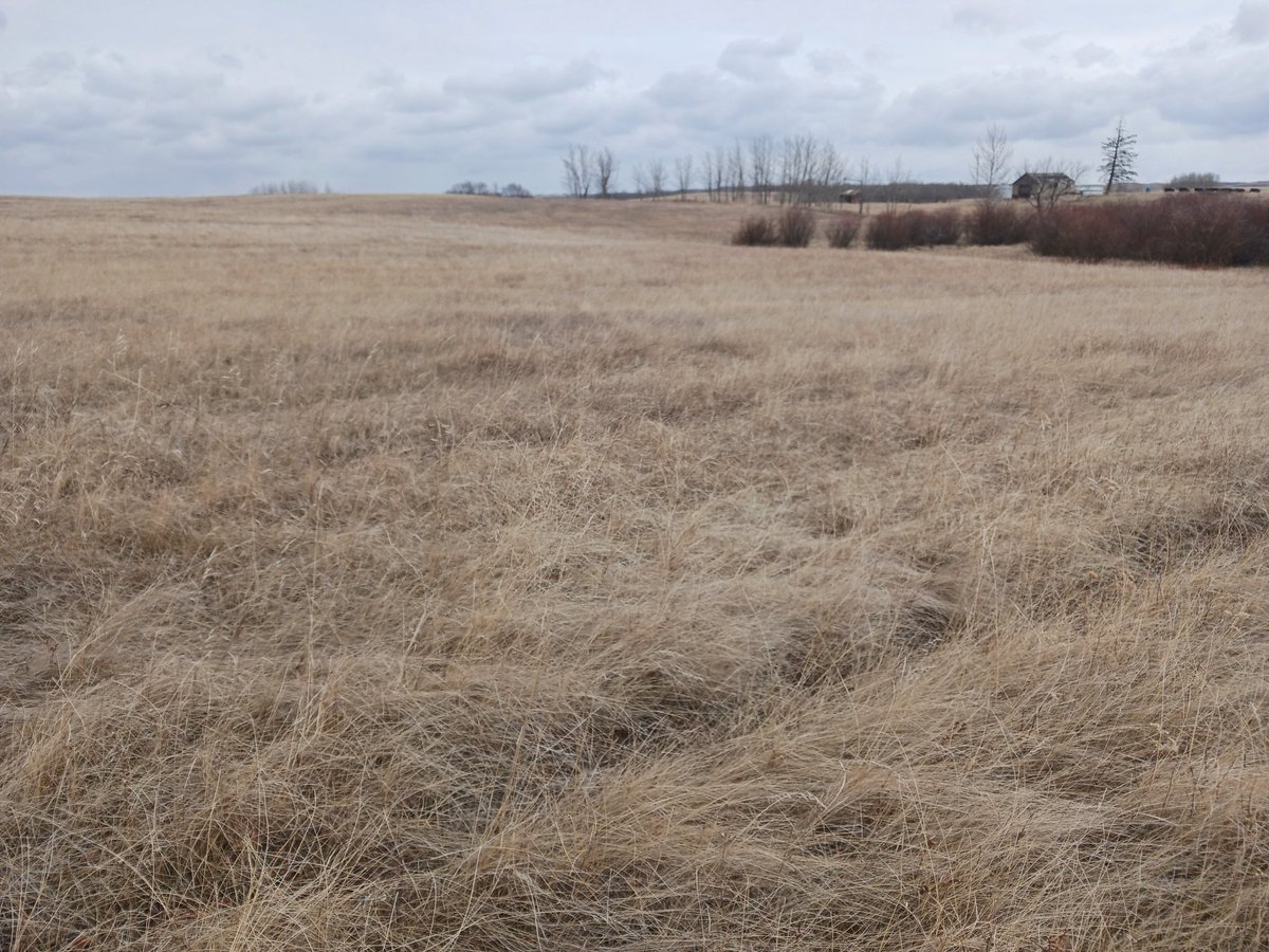 herefordcows's tweet photo. Mowed this big chunk of snowberry in June of '20.  Always intended to hit it with Grazon but never did and didn't need to. Moving cows in tomorrow for calving season after 2 yrs.  I think they'll be happy. #mechanicalcontrol #snowberry #reclaiminggrassland https://t.co/NuCf6oFG9J
