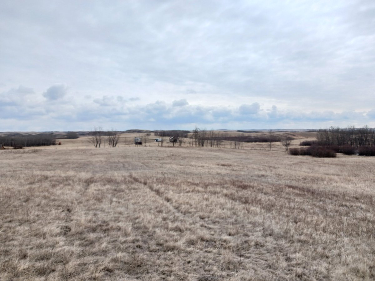 herefordcows's tweet photo. Mowed this big chunk of snowberry in June of '20.  Always intended to hit it with Grazon but never did and didn't need to. Moving cows in tomorrow for calving season after 2 yrs.  I think they'll be happy. #mechanicalcontrol #snowberry #reclaiminggrassland https://t.co/NuCf6oFG9J