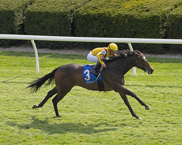BH_AEberhardt's tweet photo. Irish-bred #Campanelle with @iradortiz wins the #GiantsCauseway @keenelandracing for @barbarabanke @StonestreetFarm and Wesley Ward @Riley_Ward1 and breeder Tally Ho Stud More from @BH_CMcCroskey #BHDaily https://t.co/P3euwmftFk