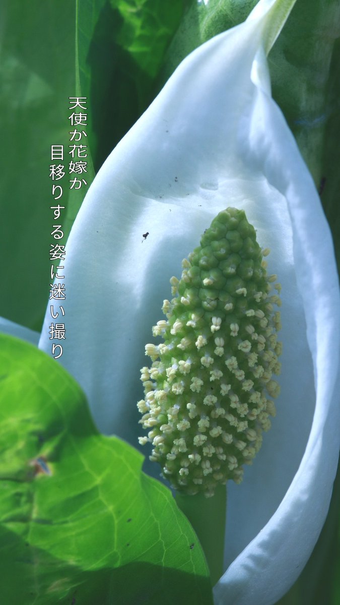 Yumoto_Choza's tweet photo. ふくちの春はこれからが本番ですよ
山里の春は桜の開花で終り、次期へと繋がります
#奥飛騨温泉郷 #福地温泉 #飛騨高山 #新穂高 #上高地 #露天風呂貸切 #貸切の露天風呂 #今だけ #ここだけ #旅館探し #隠れ宿 #hida_trip #takayamagram #onlynow #似合うかなぁ #雫の湯 #里心 #郷心 #湯元長座 https://t.co/mwdFNkanny