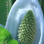 ツイートに含まれる画像