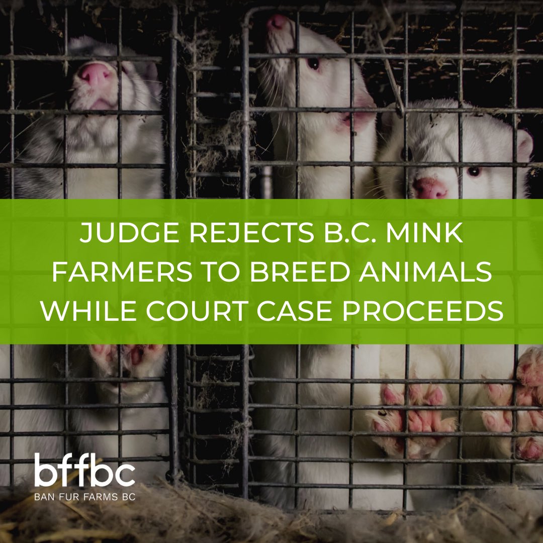 Farmers are challenging BC’s mink farm ban in court, arguing it infringes on international &amp; interprovincial trade and causes irreparable harm. Judge Ross denied a request for interim relief &amp; dismissed the farmers’ application, saying it’s in the public interest.

#BanFurFarmsBC