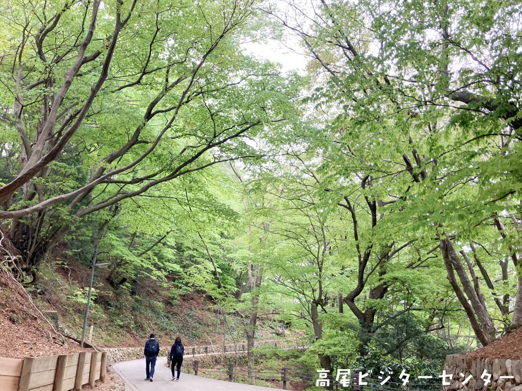 takaovc's tweet image. 天気：曇　気温：10.0℃　富士山展望：✕

＃新緑 が美しい季節になりました!
カエデの仲間が若々しい葉を出していますが、よく見ると花も咲かせています。
ぜひ注目してみてください♪

#高尾山　#高尾ビジターセンター　＃チドリノキ　＃イロハモミジ