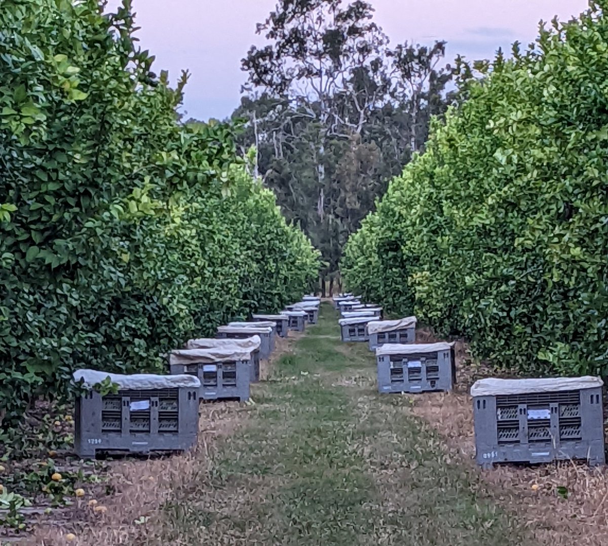 Stensgroup's tweet photo. #Harvest https://t.co/2VVy496eZ2