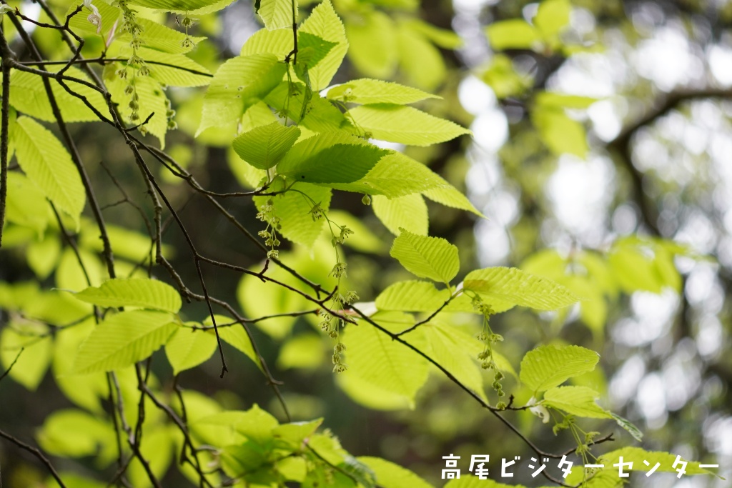 takaovc's tweet image. 天気：曇　気温：10.0℃　富士山展望：✕

＃新緑 が美しい季節になりました!
カエデの仲間が若々しい葉を出していますが、よく見ると花も咲かせています。
ぜひ注目してみてください♪

#高尾山　#高尾ビジターセンター　＃チドリノキ　＃イロハモミジ