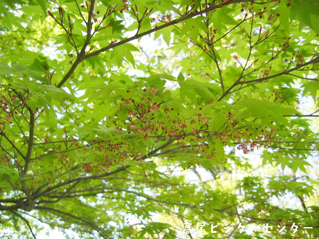 takaovc's tweet image. 天気：曇　気温：10.0℃　富士山展望：✕

＃新緑 が美しい季節になりました!
カエデの仲間が若々しい葉を出していますが、よく見ると花も咲かせています。
ぜひ注目してみてください♪

#高尾山　#高尾ビジターセンター　＃チドリノキ　＃イロハモミジ