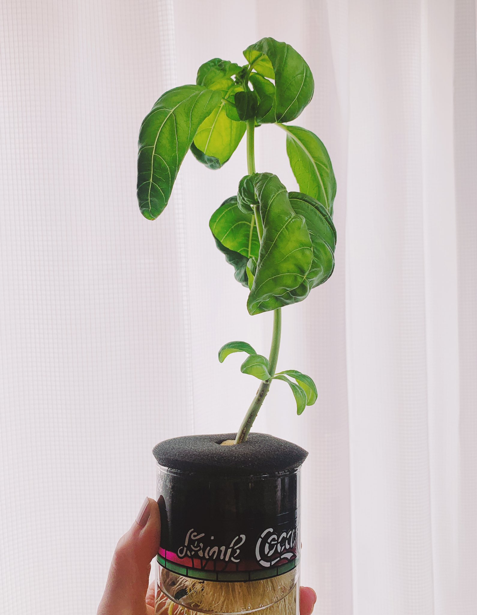 つむぎ 昨日のピザに使ったフレッシュバジルはこちらの水耕栽培してるバジルさんから3枚ほど拝借したものです ちょっと 元気ないかも 今日もいい一日となりますように T Co Yxqjmfaqde Twitter