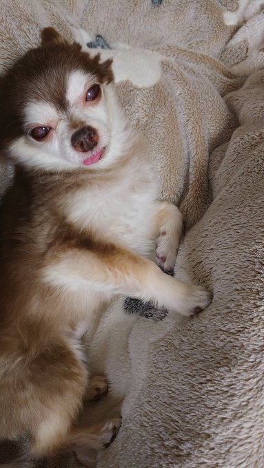 ベロをしまい忘れている犬はどうしてこうもかわいいのだろう…というレオ 