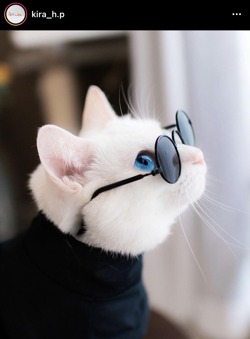 lmml_11's tweet photo. #Caturday π€ππΌππ€
#Cats #LoveCats #CatsLove #Kirahp #CatoftheDay #CatsOfTwitter #CatsOnTwitter #Gojo #JujutsuKaisen #CreditstotheArtist #WhiteCats https://t.co/jUru36KA1t