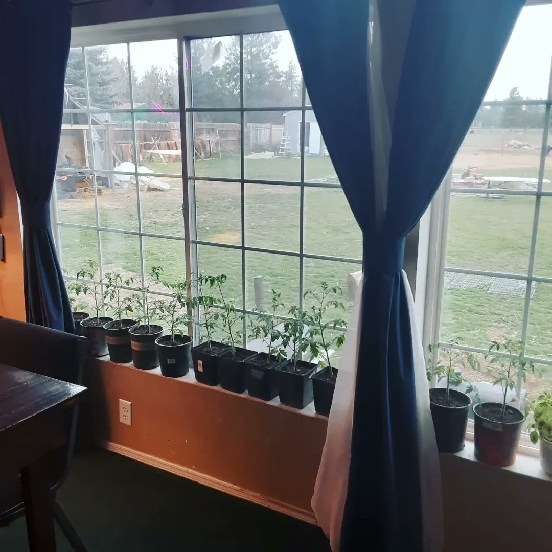 The Nameless Homestead tweet media