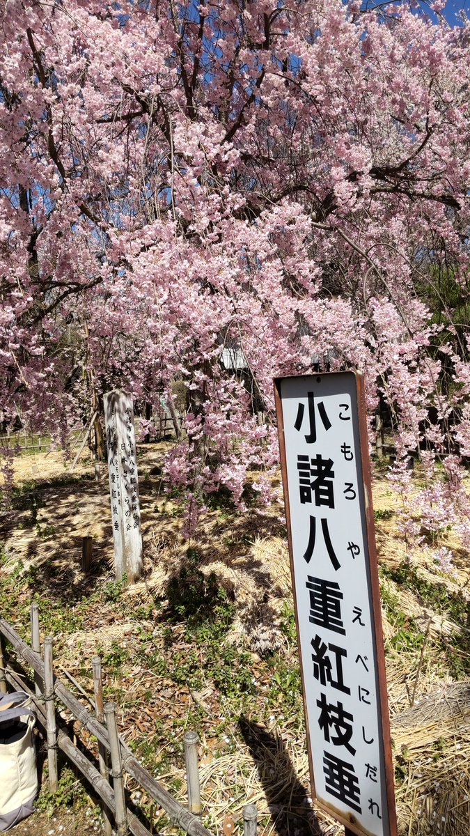 ota0412's tweet photo. 懐古園に桜を見に来ました。 https://t.co/jhOWAxpmu6