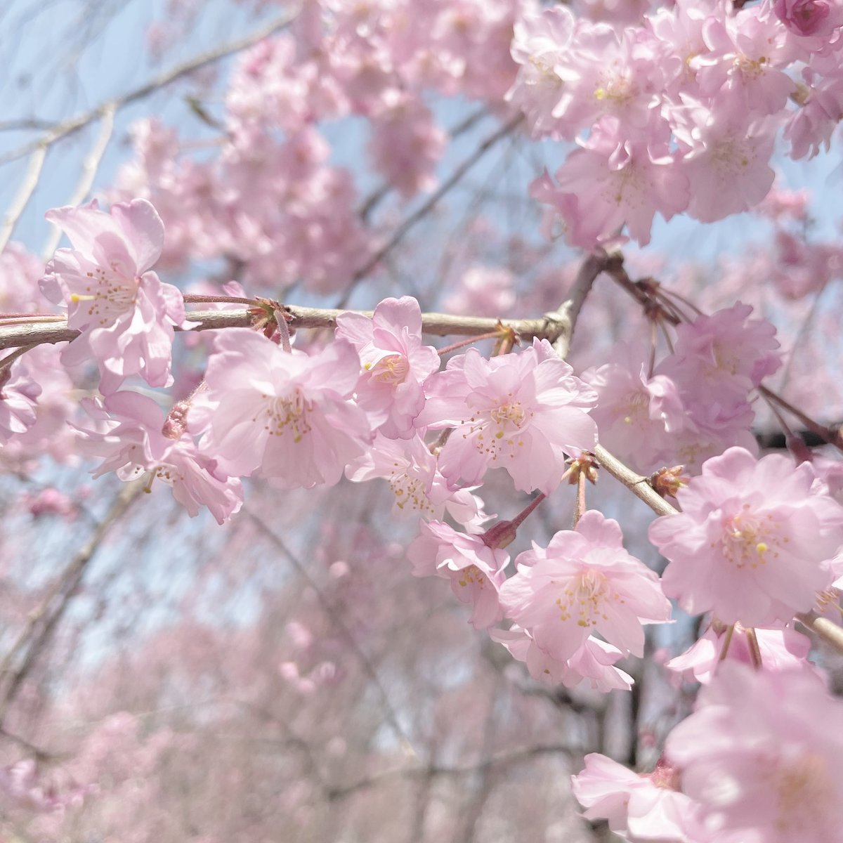 MfcvX's tweet photo. さくらぁ！#写真好きな人と繋がりたい #写真撮ってる人と繋がりたい #写真 #写真部 #写真好き #写真垢 #カメラ #カメラ女子 #カメラ好きな人と繋がりたい  #フィルム #pictures #memory #photomemory #film #film_jp  #picture #camera #team_jp #photo  #桜 #桜祭り #夜桜 #榴ヶ岡公園 https://t.co/6hW7B9lZrK