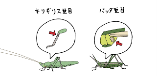 鳴く虫のtwitterイラスト検索結果 鳴く虫のtwitterイラスト検索結果