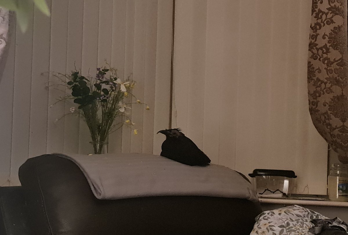 Becks_Wolfe's tweet photo. Stan, the half bald crow, loves sitting on his chair of a night.
#rescuecrow #crow #crowsoftwitter #rescue #rescuebird https://t.co/7MdWMgbzin
