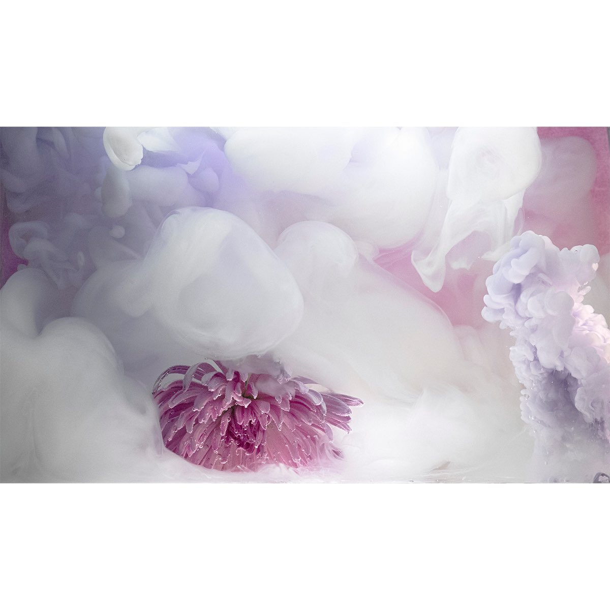 Professional Women Photographers tweet media
