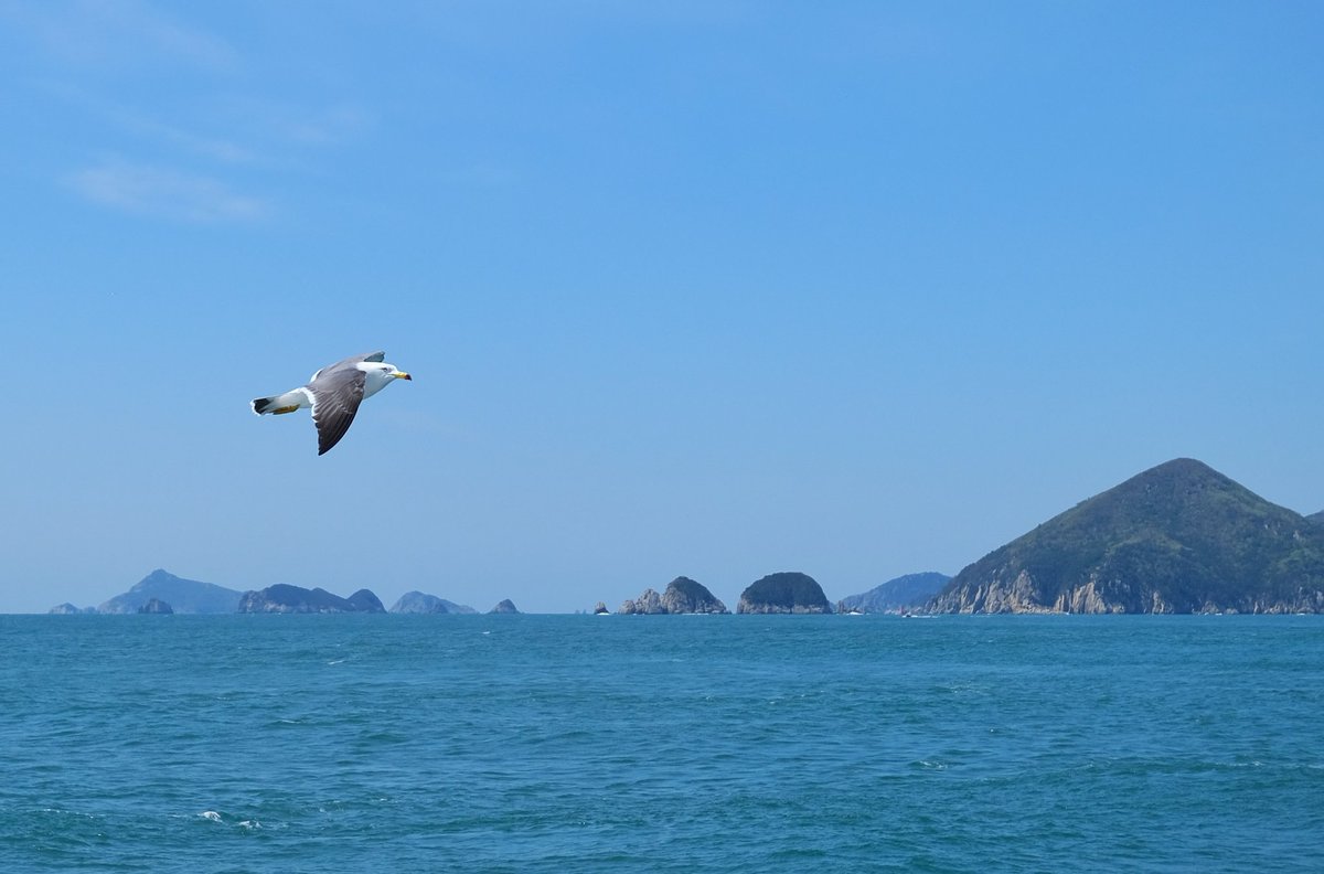 ChrisAstro's tweet photo. Beautiful ferry ride surrounded by seagulls near the East Sea! π°π·β΄οΈπποΈ #SouthKorea #exploreROK #Korea #exploreKorea #travel #visitSouthKorea #spring #springinKorea #EastSea #ferryride #seagulls #Fujifilm https://t.co/WJukoZDdE1