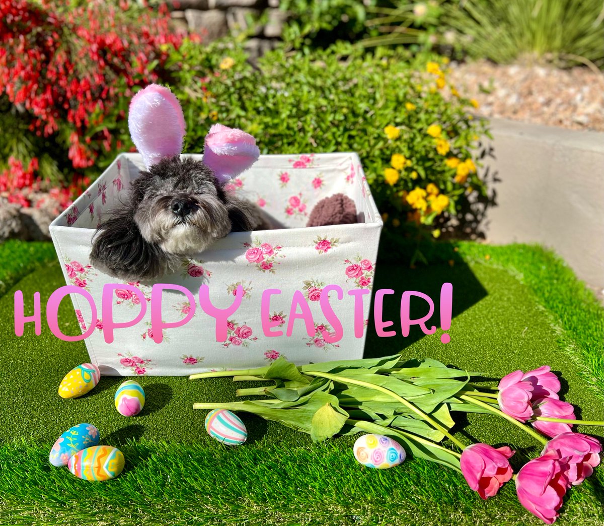 JustBonesBW's tweet photo. Happy Easter! 🐣
#happyeaster #easterbunny #liveoutdoors #springflowers #cutestdogever #egghunt #hoppyeaster #tiredpup #dontjudge #dogphotoshoot #designerlife #lovemydog #floralprints #swimwearfashion #beachlife #lifeisbetterwithadog #weekendmood #goodvibesonly https://t.co/ZKWdHZllKq
