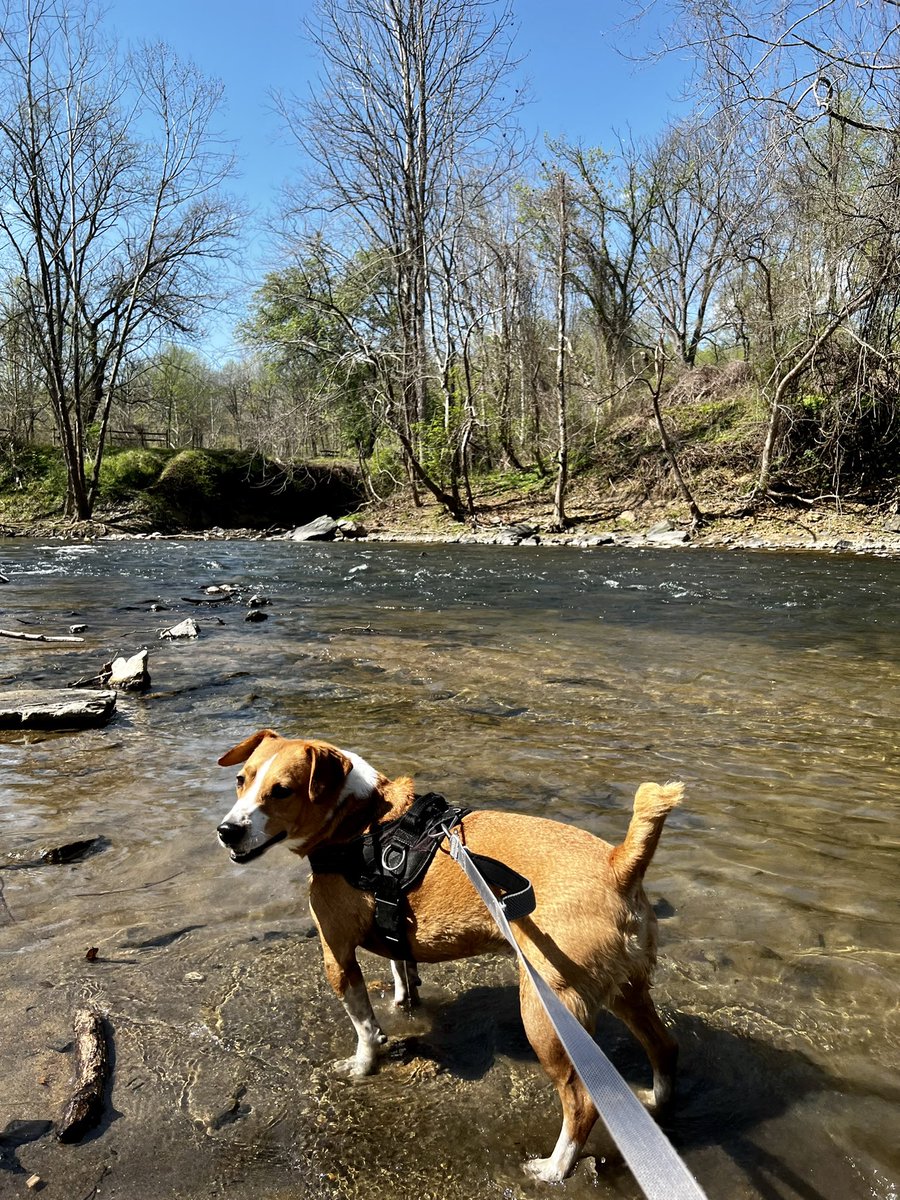 OanaBrooks's tweet photo. Today’s #adventure… I work for them.. #RescueDogs #baltimoredogs #AdoptDontShop #dogsoftwitter https://t.co/FrW2IxjZGa
