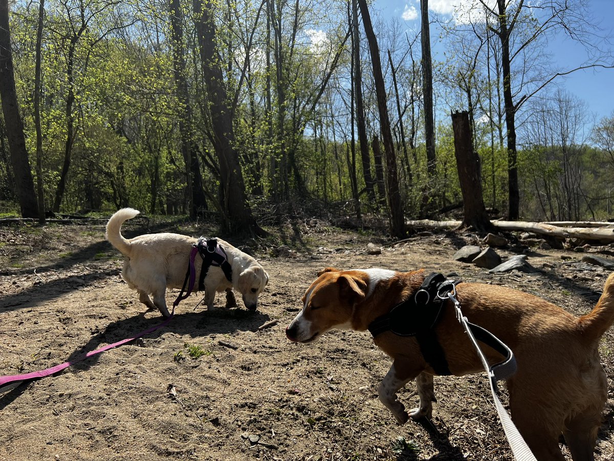 OanaBrooks's tweet photo. Today’s #adventure… I work for them.. #RescueDogs #baltimoredogs #AdoptDontShop #dogsoftwitter https://t.co/FrW2IxjZGa
