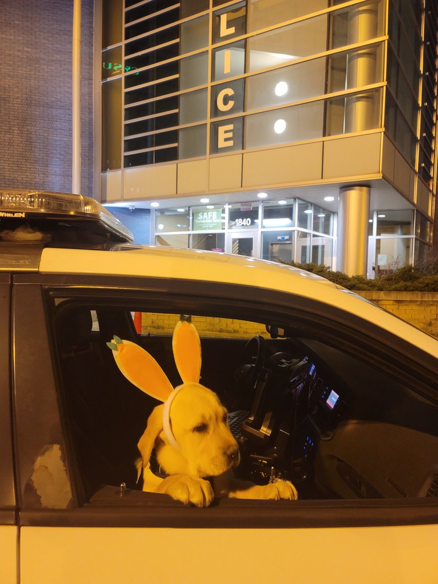 RT @CSUpd: K9 Thor on the trail of the Easter Bunny @CLE_State #training https://t.co/7iHkyZskkx