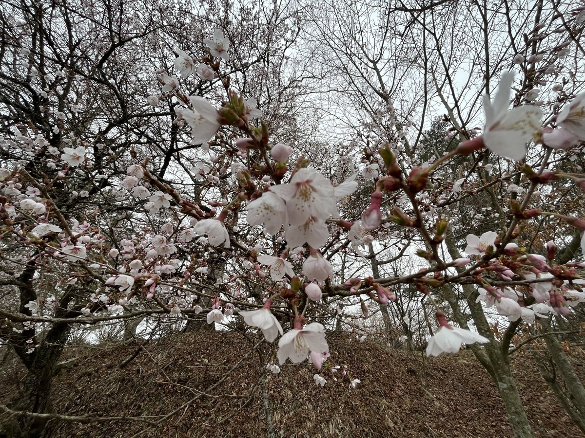 …でも、桜もきれい！