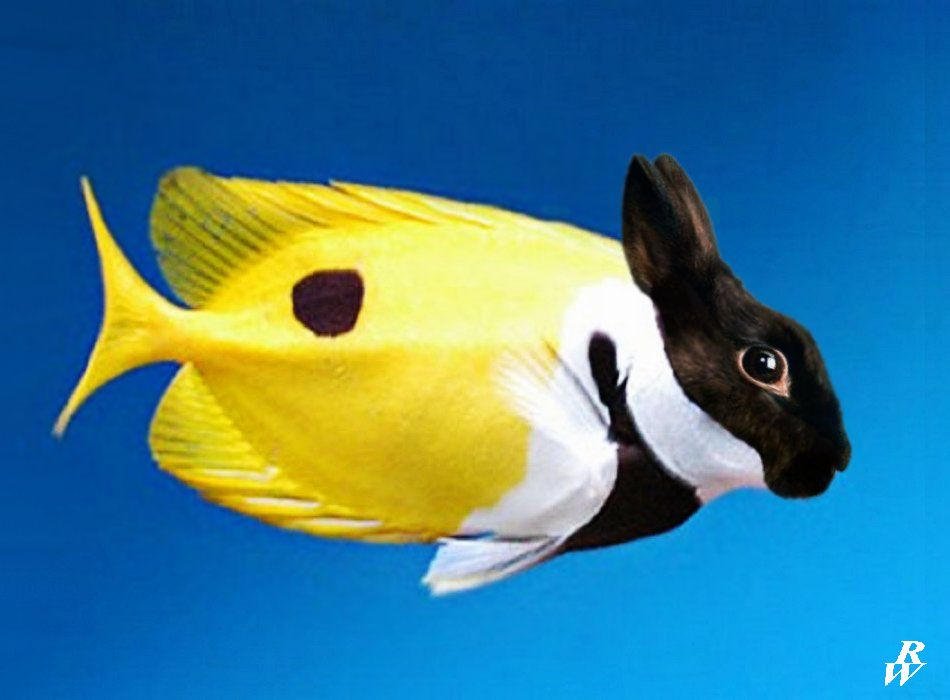 friel's tweet photo. Time for a new #TeamFish Easter tradition.
Tired: Searching for colored eggs.
Wired: Searching for images of fishes with rabbit ears and noses. https://t.co/ipey1EoCWX