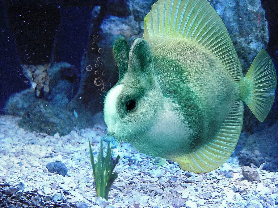 friel's tweet photo. Time for a new #TeamFish Easter tradition.
Tired: Searching for colored eggs.
Wired: Searching for images of fishes with rabbit ears and noses. https://t.co/ipey1EoCWX