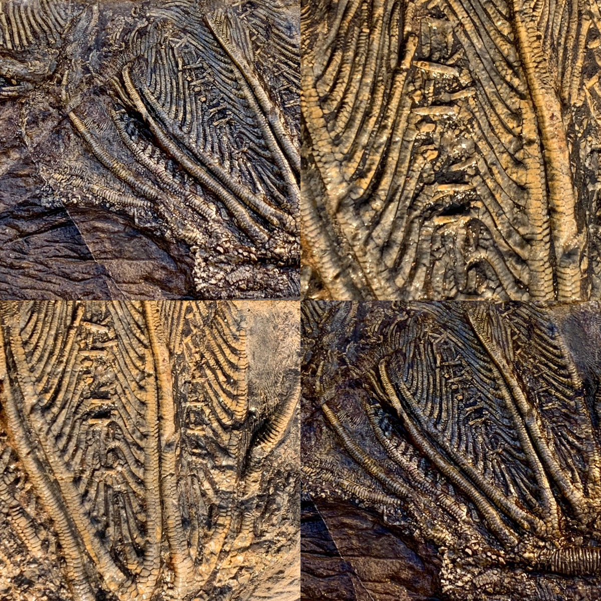 dr_dappleton's tweet photo. #FossilFriday on Saturday offers this masterpiece of nature #traumatocrinus #crinoids in the late afternoon sun #paleontology #fossil #fossils #crinoid #NaturePhotography #fossilphotography #beautiful #nature #extinct #rare https://t.co/a0CSL5jcXU